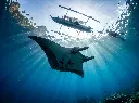 Manta Adventure Cover.webp