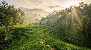 Ubud Tropical Scenery.webp
