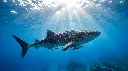 Day 2 - Whale Shark Teluk Saleh.webp