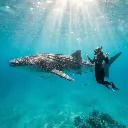 AI Generated Whale Shark Encounter - Beginner Snorkeler Pose.webp