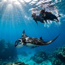 Pakej Istimewa Kruis Hari Snorkeling - Nusa Lembongan & Nusa Penida